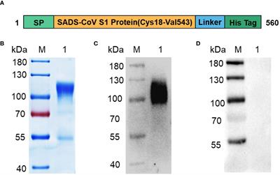 Seroprevalence of the novel swine acute diarrhea syndrome coronavirus in China assessed by enzyme-linked immunosorbent assay